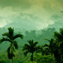 b2ap3_thumbnail_big_data_rainforest_400.jpg